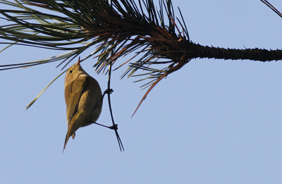 Tjiftjaf / Common Chiffchaff / Phylloscopus collybita