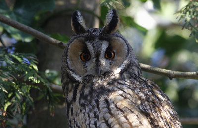 Ransuil / Long-eared Owl / Asio otus