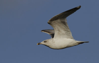 Zilvermeeuw / Herring Gull / Larus a. argentatus