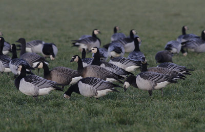 Brandgans x Kleine Canadese Gans / Barnacle x Cacling Goose 