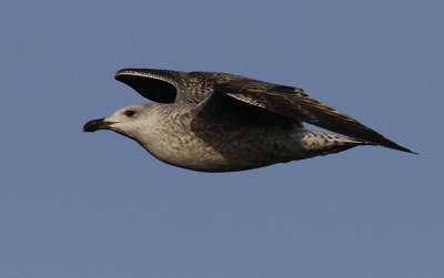 Grote Mantelmeeuw / Great Black-backed Gull / Larus marinus