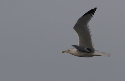 Zilvermeeuw / Herring Gull / Larus a. argentatus