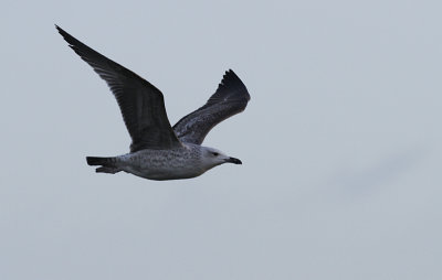 Pontische Meeuw / Caspian Gull / Larus cachinnans