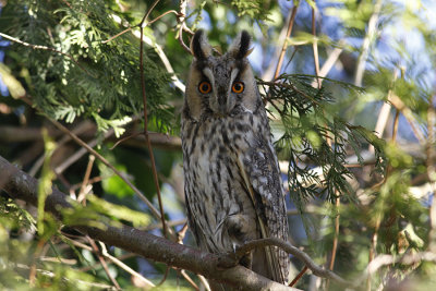 Ransuil / Long-eared Owl / Asio otus