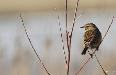 Roodborsttapuit / European Stonechat / Saxicola rubicola