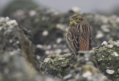 Geelgors / Yellowhammer / Emberiza citrinella