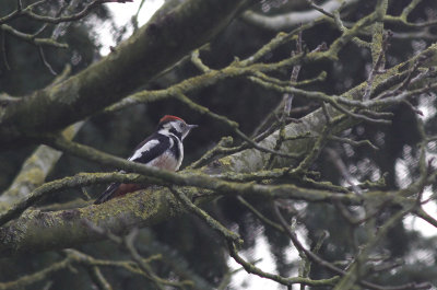 Middelste Bonte Specht / Middle Spotted Woodpecker / Dendrocopos medius