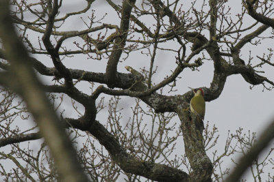 Groene Specht / Green Woodpecker / Picus viridis