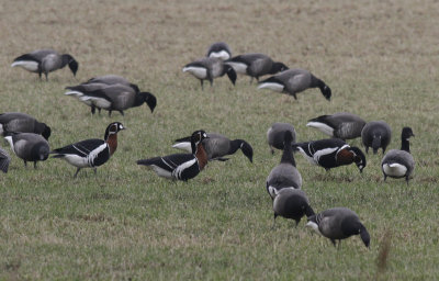 Roodhalsgans / Red-breasted Goose / Branta ruficollis