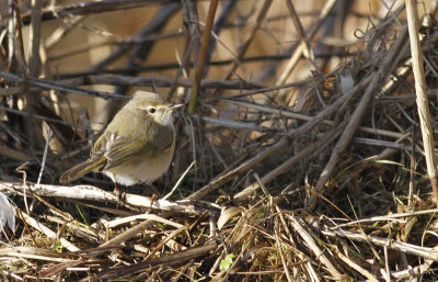 Tjiftjaf spec. / Chiffchaff spec / Phylloscopus sp.