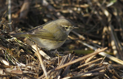 Tjiftjaf spec. / Chiffchaff spec / Phylloscopus sp.