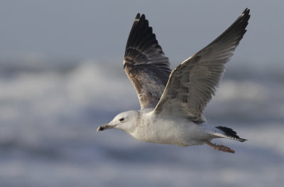 Pontische Meeuw / Caspian Gull / Larus cachinnans