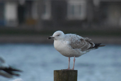 Pontische Meeuw / Caspian Gull / Larus cachinnans