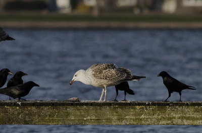 Grote Mantelmeeuw / Great Black-backed Gull / Larus marinus