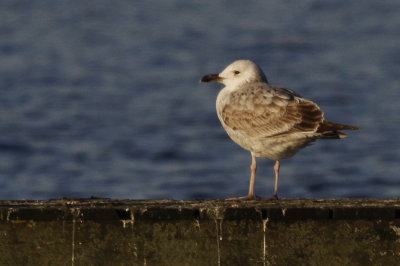 Pontische Meeuw / Caspian Gull / Larus cachinnans