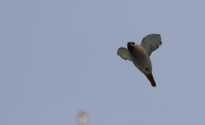 Pestvogel / Bohemian Waxwing / Bombycilla garrulus