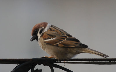 Ringmus / Eurasian Tree Sparrow / Passer montanus