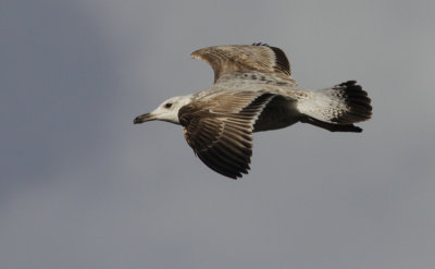 Pontische Meeuw / Caspian Gull / Larus cachinnans