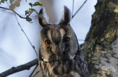 Ransuil / Long-eared Owl / Asio otus