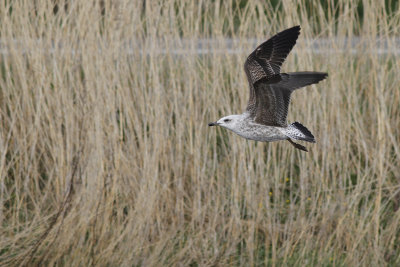 Kleine Mantelmeeuw / Lesser Black-backed Gull / Larus fuscus ssp.