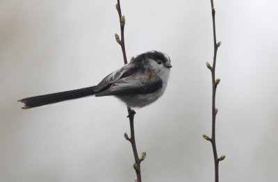 Staartmees / Long-tailed Tit / Aegithalos caudatus