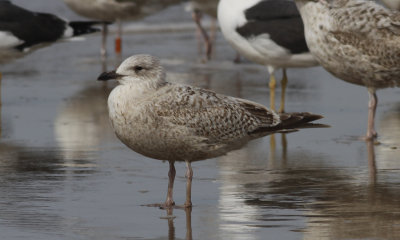 Zilvermeeuw / Herring Gull / Larus a. argentatus