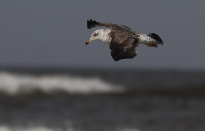 Kleine Mantelmeeuw / Lesser Black-backed Gull / Larus fuscus ssp.