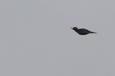 Zwarte Specht / Black Woodpecker / Dryocopus martius