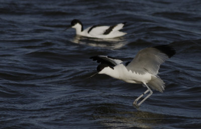 Kluut / Pied avocet / Recurvirostra avosetta