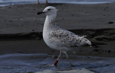 Pontische Meeuw / Caspian Gull / Larus cachinnans