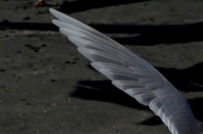 Kumliens Meeuw / Kumlien's Gull / Larus glaucoides kumlieni