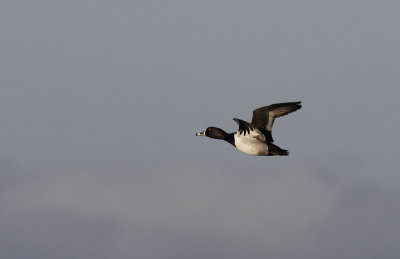 Ringsnaveleend / Ring-necked Duck / Aythya collaris