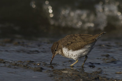 Amerikaanse Oeverloper / Spotted Sandpiper / Actitis macularius