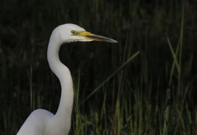 Grote Zilverreiger / Great Egret / Ardea alba