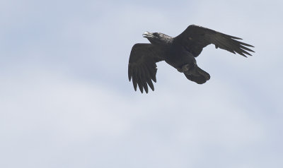 Raaf / Common Raven / Corvus corax