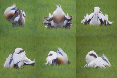 Grote Trap / Great Bustard / Otis tarda