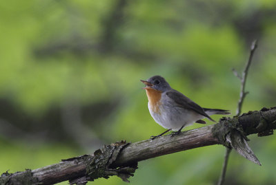 Kleine Vliegenvanger / Red-breasted Flycatcher / Ficedula parva