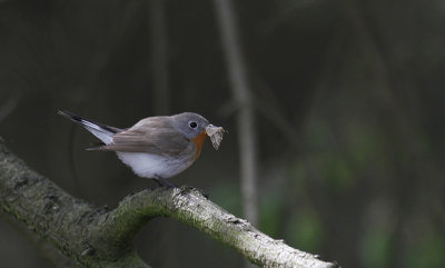 Kleine Vliegenvanger / Red-breasted Flycatcher / Ficedula parva