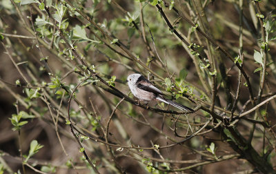 Staartmees / Long-tailed Tit / Aegithalos caudatus