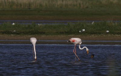 Europese Flamingo / Greater Flamingo / Phoenicopterus roseus