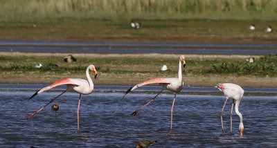 Europese Flamingo / Greater Flamingo / Phoenicopterus roseus