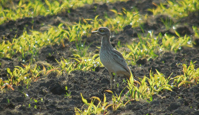 Griel / Stone Curlew / Burhinus oedicnemus