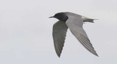 Zwarte Stern / Black Tern / Chlidonias niger