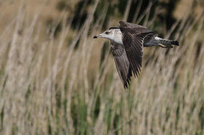 Kleine Mantelmeeuw / Lesser Black-backed Gull / Larus fuscus ssp.