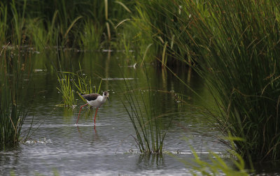 Steltkluut / Black-winged Stilt / Himantopus himantopus