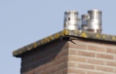 Gierzwaluw / Common Swift / Apus apus