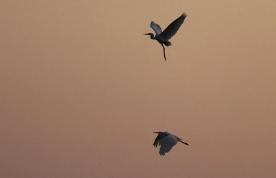 Grote Zilverreiger / Great Egret / Ardea alba