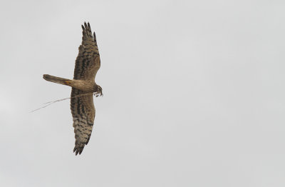 Grauwe Kiekendief / Montagu's Harrier / Circus pygargus