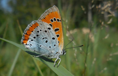 Grote Vuurvlinder / Lycaena dispar batava