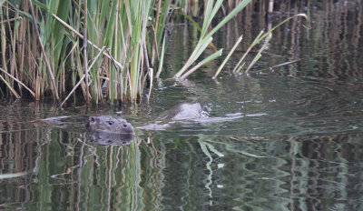 Europese Otter / European Otter / Lutra lutra